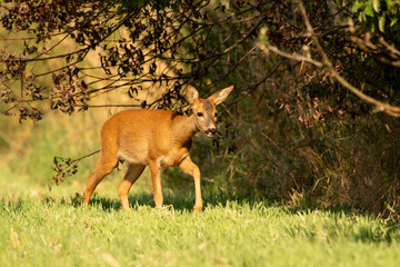 Little deer on the field