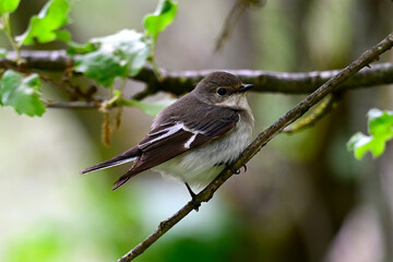 Trauerschnäpper // European pied flycatcher (Ficedula hypoleuca) 