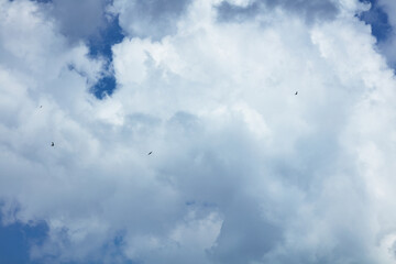 Birds soaring gracefully through a vast blue sky filled with fluffy white cumulus clouds on a bright, clear day, symbolizing freedom and tranquility.