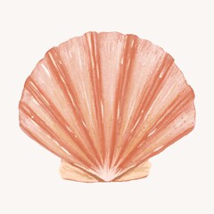 Clam shellfish, seafood illustration