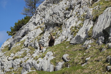 Alpine chamois in the Salzburger and the Berchtesgadener Alps, Austria