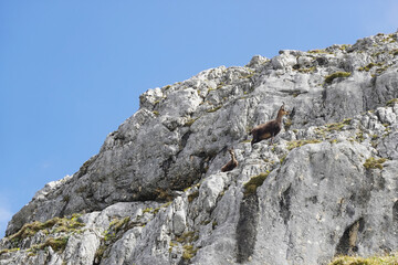 Alpine chamois in the Salzburger and the Berchtesgadener Alps, Austria