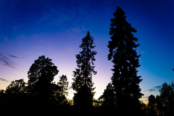 sunset in the forest