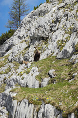 Alpine chamois in the Salzburger and the Berchtesgadener Alps, Austria