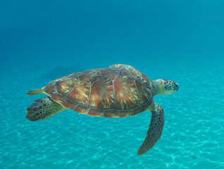 Obraz premium Caribbean Serenity: Sea Turtle in Crystal-Clear Waters