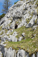 Alpine chamois in the Salzburger and the Berchtesgadener Alps, Austria