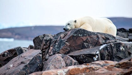 Polar bear resting on rocks by icy water
