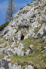 Alpine chamois in the Salzburger and the Berchtesgadener Alps, Austria