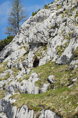 Alpine chamois in the Salzburger and the Berchtesgadener Alps, Austria