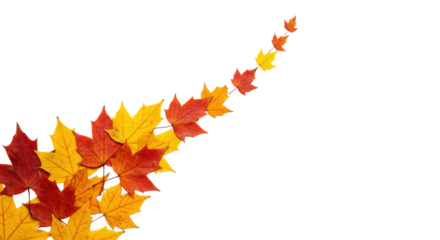 Meticulously arranged crimson red, orange, golden yellow maple leaves with intricate veins on a transparent background, significant negative space for text overlay, natural progression and strategic