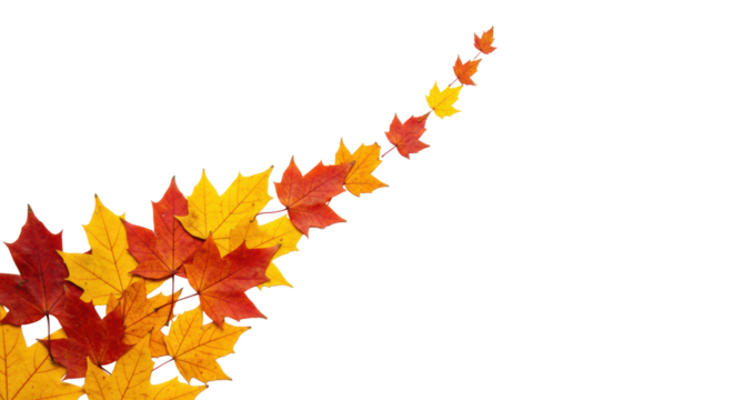 Meticulously arranged crimson red, orange, golden yellow maple leaves with intricate veins on a transparent background, significant negative space for text overlay, natural progression and strategic
