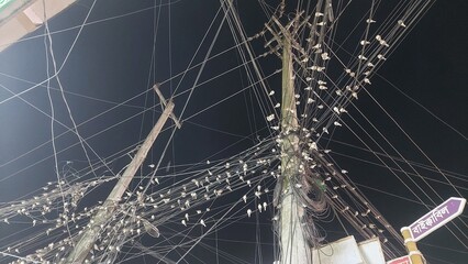 Flock of Sparrows in Flight, Small Birds Flying Together in the Sky, Wildlife and Nature Photography.