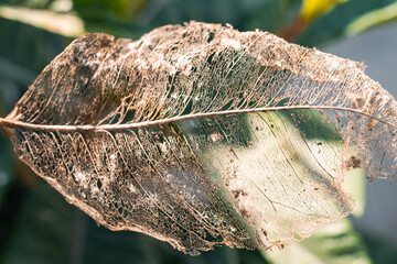 Close-up details of a dry leaf skeleton symbolizing autumn and the end of life, a conceptual and artistic image highlighting delicate natural patterns.