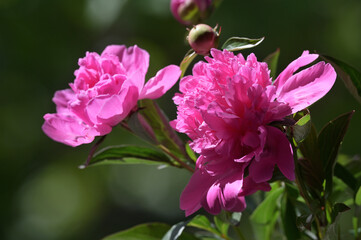 Pink Peony, Peonies with open flowers