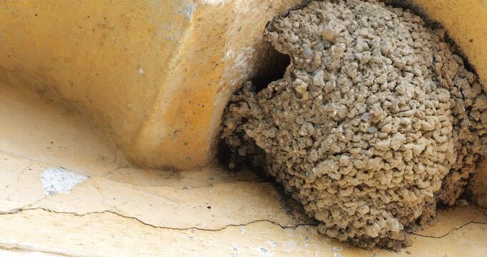 Common house martin. Parents flying back to a full nest with chicks.