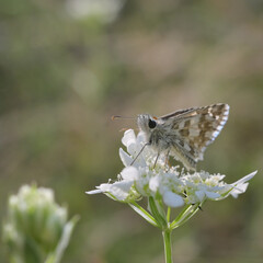 Safflower Skipper - Pyrgus carthami