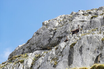 Alpine chamois in the Salzburger and the Berchtesgadener Alps, Austria