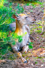 Roe deer stag resting in the wilderness in Belarus.