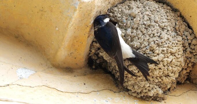 Common house martin. Parents flying back to a full nest with chicks.