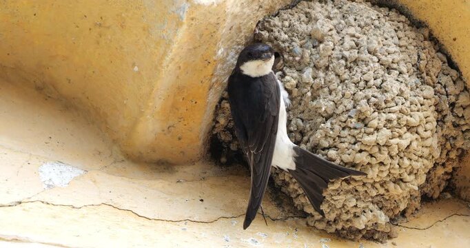 Common house martin. Parents flying back to a full nest with chicks.