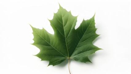 Green maple leaf on white background