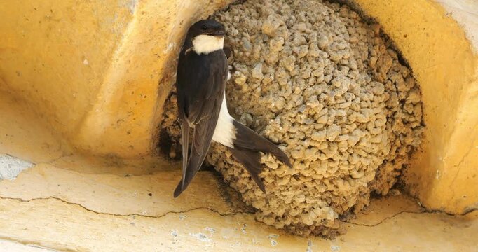 Common house martin. Parents flying back to a full nest with chicks.