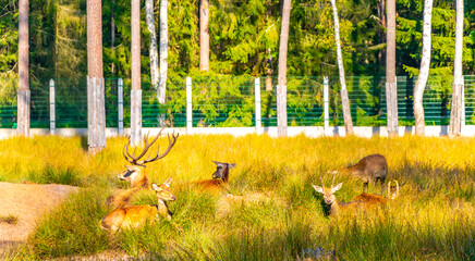 The european red deer stag deers herd in the wilderness Belarus.