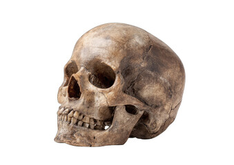 Obraz premium Detailed human skull, profile view (1)