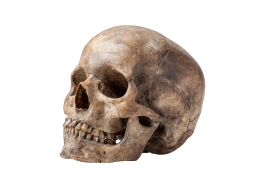 Detailed human skull, profile view (1)