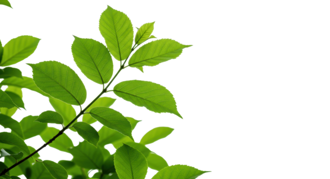 Lush, vibrant, bright green leaves on slender branches, clean, detailed, on a transparent studio background with soft shadows, concept of natural vitality and eco-consciousness
