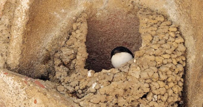Common house martin. Parents flying back to a full nest with chicks.