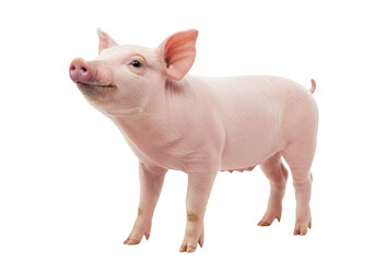 A cute pink piglet standing and looking up, isolated on a transparent background, representing farm animals and livestock