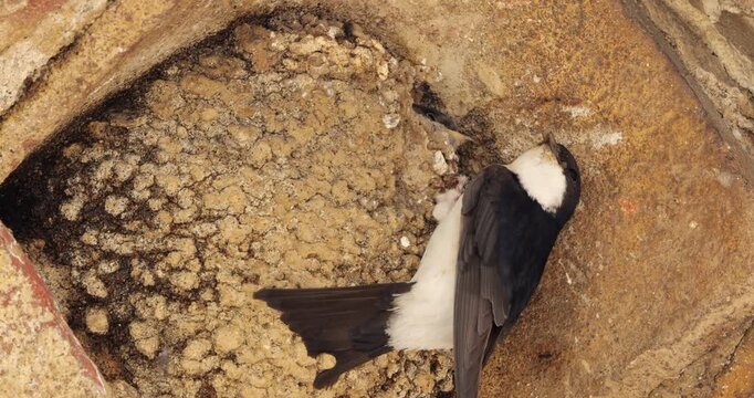 Common house martin. Parents flying back to a full nest with chicks.