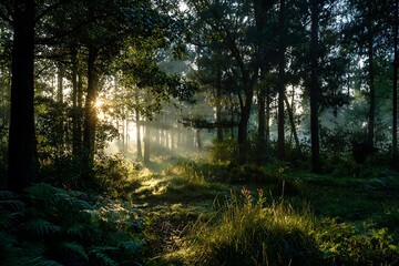 Dawn sunlight through forest trees
