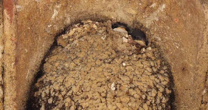 Common house martin. Parents flying back to a full nest with chicks.