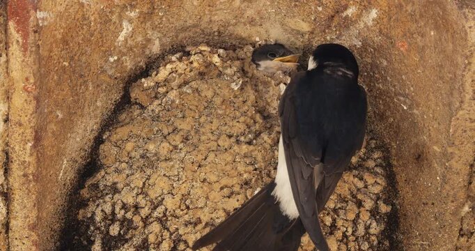 Common house martin. Parents flying back to a full nest with chicks.