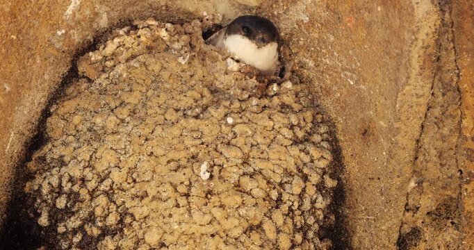 Common house martin. Parents flying back to a full nest with chicks.
