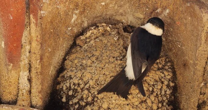 Common house martin. Parents flying back to a full nest with chicks.