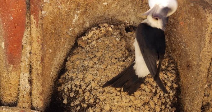 Common house martin. Parents flying back to a full nest with chicks.