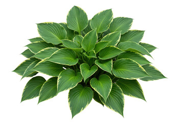 A lush green hosta plant with variegated leaves, isolated on a transparent background, showcasing its natural beauty and garden appeal