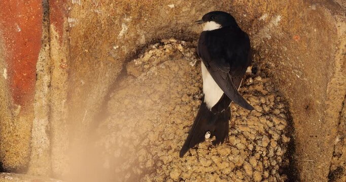 Common house martin. Parents flying back to a full nest with chicks.