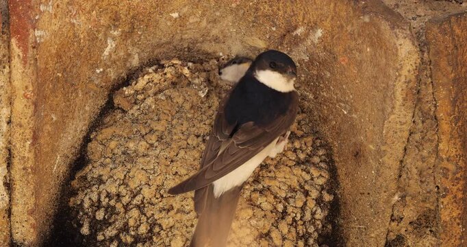 Common house martin. Parents flying back to a full nest with chicks.