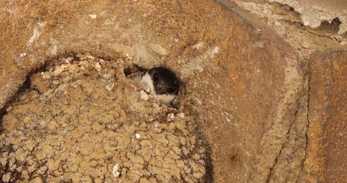 Chicks of Common house martin, waiting for feed in the nest. France