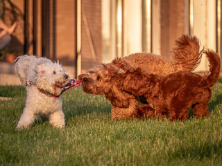 A few dogs are playing merrily on the green lawn, Labradoodles are happily running and jumping