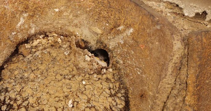 Chicks of Common house martin, waiting for feed in the nest. France