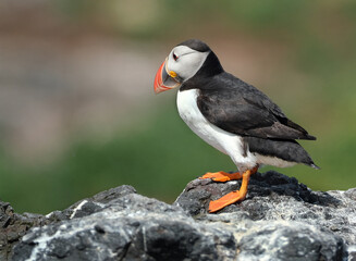 Obraz premium Puffins are any of three species of small alcids in the bird genus Fratercula. These are pelagic seabirds that feed primarily by diving in the water. They breed in large colonies on coastal cliffs.r