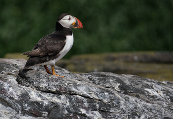 Puffins are any of three species of small alcids in the bird genus Fratercula. These are pelagic...