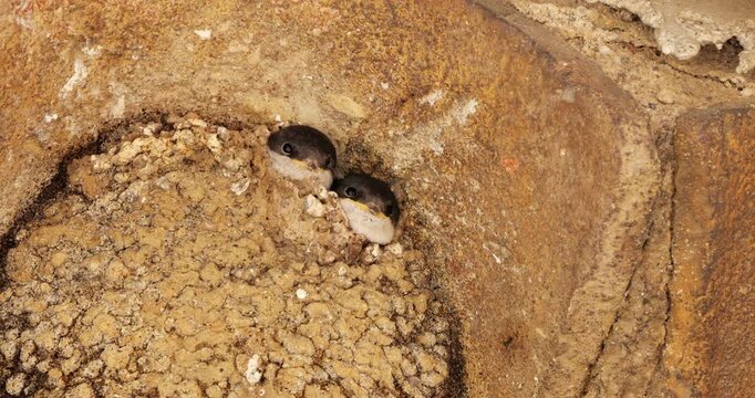 Chicks of Common house martin, waiting for feed in the nest. France