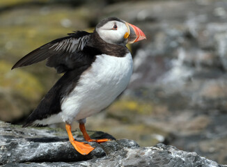 Puffins are any of three species of small alcids in the bird genus Fratercula. These are pelagic seabirds that feed primarily by diving in the water. They breed in large colonies on coastal cliffs.r
