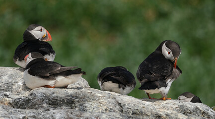 Puffins are any of three species of small alcids in the bird genus Fratercula. These are pelagic seabirds that feed primarily by diving in the water. They breed in large colonies on coastal cliffs.r